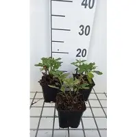 GRDplanten 6 plantas de Salvia sylvestris 'Balsalarv' ('blue marvel') - Sternmoos, en maceta de 9 x 9 cm