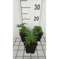 GRDplanten 6 x *Lupinus hybr.* 'The Governor' ('kastellan') - Lupino - Maceta de 9 x 9 cm