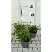 GRDplanten 6 plantas de *Woodsia obtusa* (helecho escudo rocoso), maceta de 9 x 9 cm