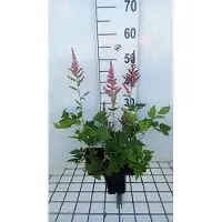 GRDplanten 6 x Astilbe híbrida 'Vision In Pink' - Astilbe ornamental - Maceta de 9 x 9 cm