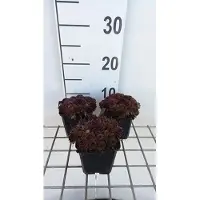 GRDplanten 6 x Sempervivum 'Dark Beauty' - Sedum (también conocido como "Hauswurz") - Maceta de 9 x 9 cm
