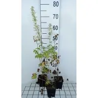 GRDplanten 6 plantas de Delphinium 'M.f.' de color blanco puro - Rittersporn (nombre común), en maceta de 9 x 9 cm