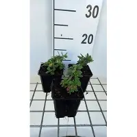 GRDplanten 6 x Helianthemum híbrido 'Elfenbeinglanz' - Rosas del sol - Maceta de 9 x 9 cm