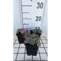 GRDplanten 6 x Sedum sieb. 'Mediovariegatum' (Sedum variegado) - Planta suculenta - Maceta de 9 x 9 cm