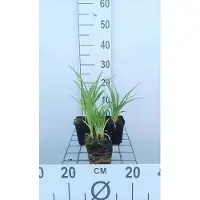 GRDplanten 6 x *Hemerocallis hybr.* 'Summer Wine' - lirio de día híbrido - maceta de 9 x 9 cm