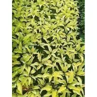 GRDplanten 6 x Hosta híbrida 'Fire Island' - Hosta - Maceta de 9 x 9 cm
