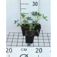 GRDplanten 6 x *Helleborus foetidus* - Helleborus - Maceta de 9 x 9 cm