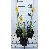 GRDplanten 6 x *Kniphofia hybr.* 'Lemon Popsicle' - Lirio antorcha - Maceta de 9 x 9 cm