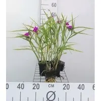 GRDplanten 6 plantas de *Tradescantia* (a) 'Karminglut' - *Tradescantia* - Maceta de 9 x 9 cm