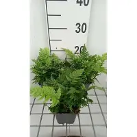 GRDplanten 6 plantas de *Polystichum rigens* (helecho escudo rígido), en maceta de 9 x 9 cm