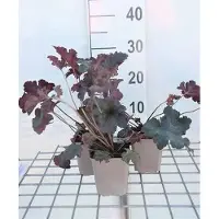 GRDplanten 6 x Heuchera híbrida 'Sugar Plum' - Heuchera púrpura - Maceta de 9 x 9 cm