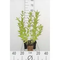 GRDplanten 6 plantas de *Nepeta sibirica* (hierba gatera), maceta de 9 x 9 cm