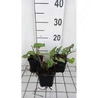 GRDplanten 6 x Ligularia híbrida 'Little Rocket' - Ligularia dorada - Maceta de 9 x 9 cm