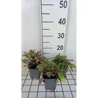 GRDplanten 6 plantas de *Lysimachia atropurpurea* (también conocida como "Pfennigkraut"), en macetas de 9 x 9 cm