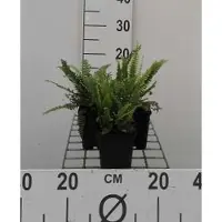GRDplanten 6 plantas de Blechnum spicant (helecho espicante), en maceta de 9 x 9 cm