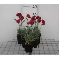 GRDplanten 6 x Dianthus (p) 'Heidi' - Nelke - Maceta de 9 x 9 cm