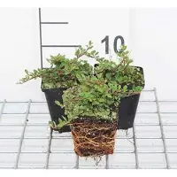 GRDplanten 12 unidades de Cotoneaster procumbens 'Queen of Carpets' - Cotoneaster rastrero 'Queen of Carpets' - Maceta de 9 cm x 9 cm