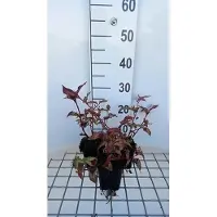 GRDplanten 6 x *Persicaria micr. 'Red Dragon'* (también conocida como "Kerzenknöterich") - planta en maceta de 9 x 9 cm