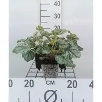 GRDplanten 6 x Heuchera híbrida 'Green Spice' - Heuchera ornamental - Maceta de 9 x 9 cm