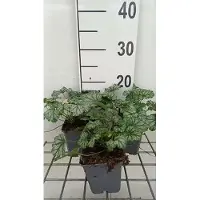 GRDplanten 6 x Heuchera híbrida 'Paris' - Heuchera 'Paris' - Maceta de 9 x 9 cm