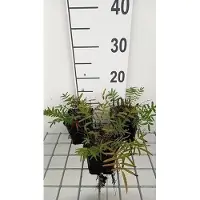 GRDplanten 6 x *Sanguisorba tenuifolia* 'Purpurea' - Pimpinela - Maceta de 9 x 9 cm