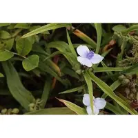 GRDplanten 6 plantas de *Tradescantia* (a) 'Osprey' - *Tradescantia* - Maceta de 9 x 9 cm