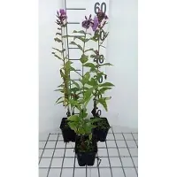 GRDplanten 6 plantas de flox (Phlox) variedad 'Mies Copijn' - también conocida como "Flammenblume" - en maceta de 9 x 9 cm