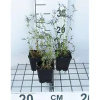 GRDplanten 6 plantas de Phlox divaricata 'Clouds of Perfume' (también conocida como Flammenblume), en macetas de 9 x 9 cm