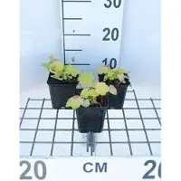 GRDplanten 6 x Heuchera híbrida 'Citronelle' - Heuchera 'Citronelle' - Maceta de 9 x 9 cm