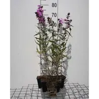 GRDplanten 6 plantas de flox (Phlox) variedad 'Alpha' - también conocida como "Flammenblume" - en maceta de 9 x 9 cm