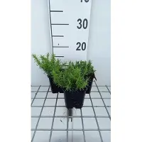 GRDplanten 6 plantas de flox (Phlox) variedad 'White delight' - también conocida como "Flammenblume" - en maceta de 9 x 9 cm