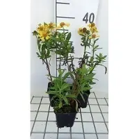 GRDplanten 6 x Helenium híbrido 'Sahin's Early Flowerer' - Sonnenbraut (Novia del Sol) - Maceta de 9 x 9 cm