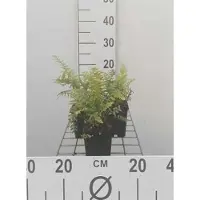 GRDplanten 6 plantas de *Polystichum setiferum* (helecho escudo suave) en maceta de 9 x 9 cm