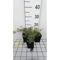 GRDplanten 6 x *Oenothera hybr.* 'African Sun' - Onagra - Maceta de 9 x 9 cm