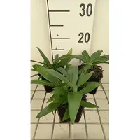 GRDplanten 6 plantas de *Gentiana dahurica* (Enzian de Dahuria) - Maceta de 9 x 9 cm