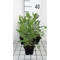 GRDplanten 6 plantas de *Lythrum salicaria* 'Blush' - Weiderich - en maceta de 9 x 9 cm