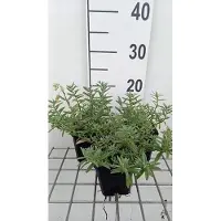 GRDplanten 6 x Helianthemum híbrido 'Wisley Primrose' - Heliantemo - Maceta de 9 x 9 cm