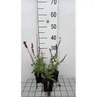 GRDplanten 6 plantas de Salvia nem. 'Lubeca' (Salvia ornamental), variedad "Lubeca" - Maceta de 9 x 9 cm