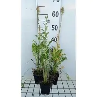 GRDplanten 6 plantas de *Polemonium caeruleum* 'Album' (también conocida como "Jakobsleiter"), en maceta de 9 x 9 cm