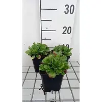 GRDplanten 6 plantas de *Gypsophila cerastioides* (Gipsofila), en maceta de 9 x 9 cm