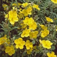 GRDplanten 6 x Helianthemum híbrido 'Golden Queen' - Heliántemo dorado - Maceta de 9 x 9 cm