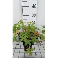 GRDplanten 6 x Geranio *oxonianus* 'Rose Clair' - Geranio (también conocido como "Storchenschnabel") - Maceta de 9 x 9 cm