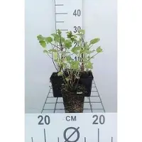 GRDplanten 6 x Lavatera híbrida 'Barnsley' - Malva arbustiva - Maceta de 9 x 9 cm