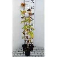 GRDplanten 6 x Heliopsis hel. 'Mars' - Heliopsis - Maceta de 9 x 9 cm