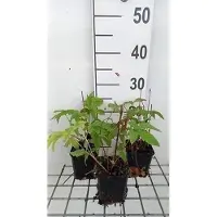 GRDplanten 6 plantas de Filipendula palmata 'Nana' (también conocida como "Mädesüß"), en maceta de 9 x 9 cm