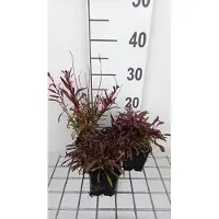 GRDplanten 6 x Gaura lindh. 'Gaudi Pink' (oenothera lindh.) - Gaura - Maceta de 9 x 9 cm