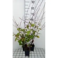 GRDplanten 6 plantas de *Persicaria filiformis* (también conocida como "Kerzenknöterich"), en macetas de 9 x 9 cm