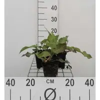 GRDplanten 6 plantas de *Persicaria ampl.* 'Alba' (también conocida como "Kerzenknöterich"), en macetas de 9 x 9 cm