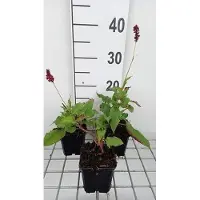 GRDplanten 6 plantas de *Persicaria ampl.* 'Red Baron' (también conocida como "Kerzenknöterich"), en macetas de 9 x 9 cm