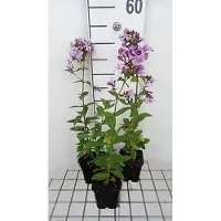 GRDplanten 6 plantas de flox (Phlox) variedad 'Franz Schubert' - también conocida como "Flammenblume" - en maceta de 9 x 9 cm
